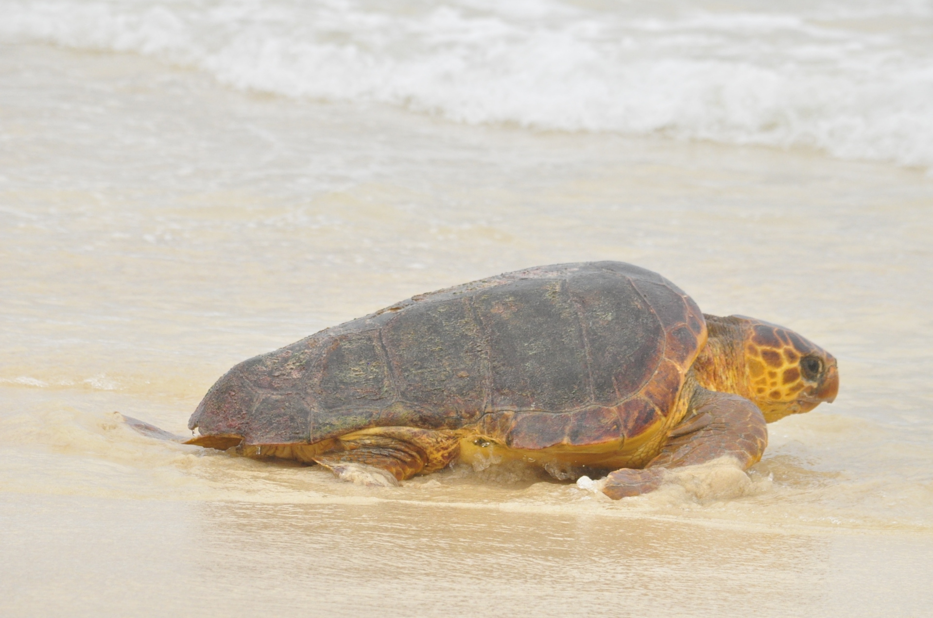 turtle watching