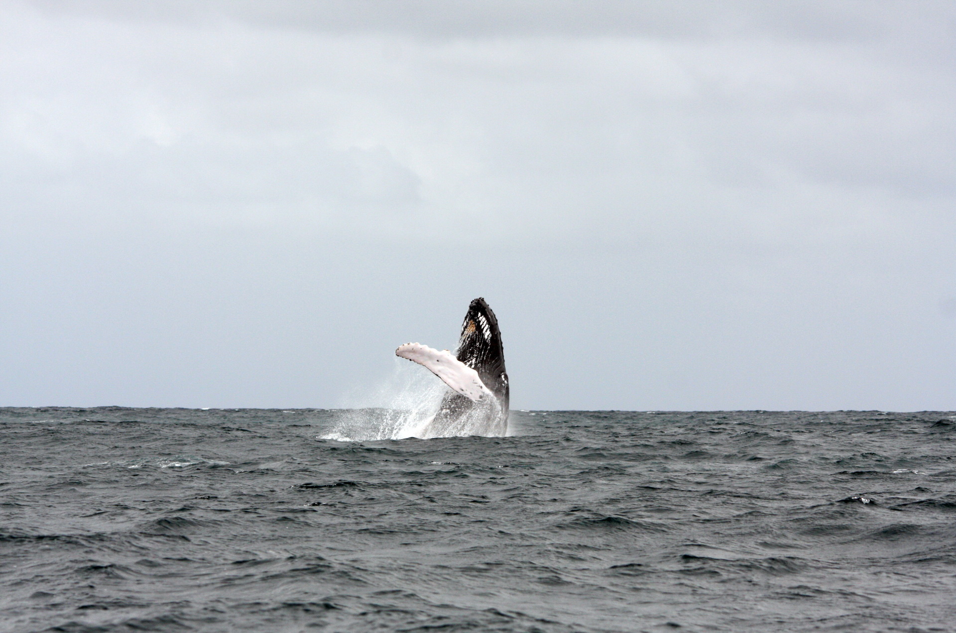 whale watching in boavista